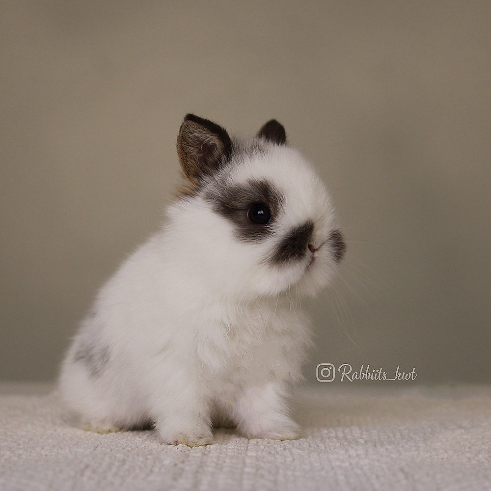 Netherland dwarf  broken chestnut