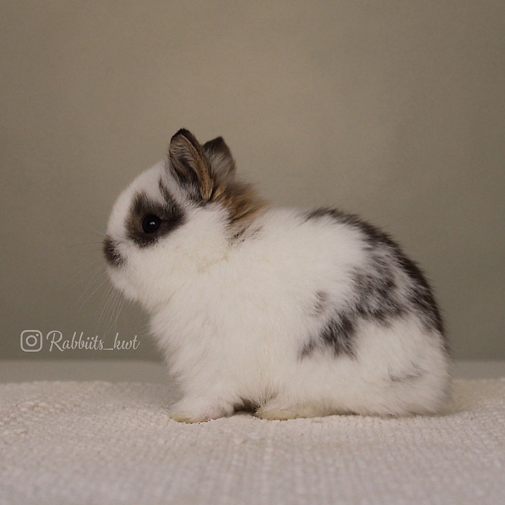 Netherland dwarf  broken chestnut