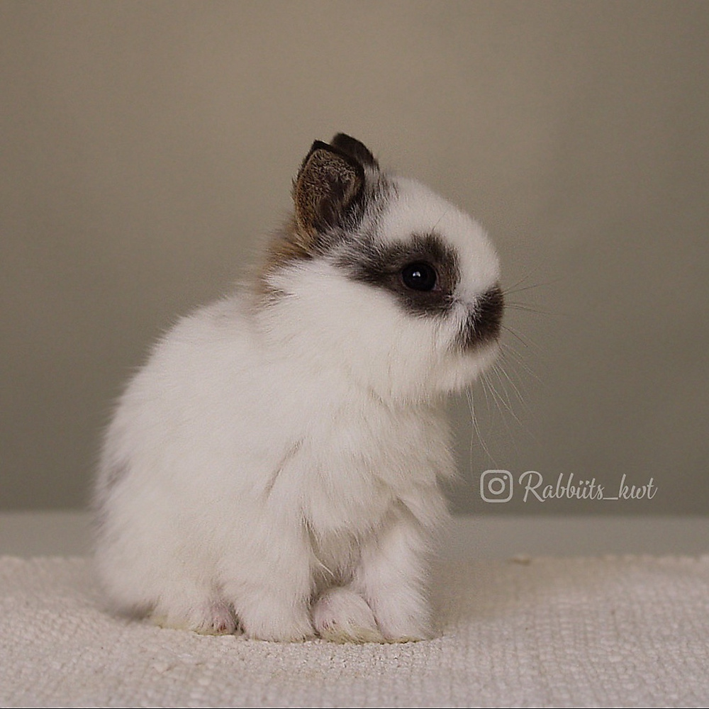 Netherland dwarf  broken chestnut