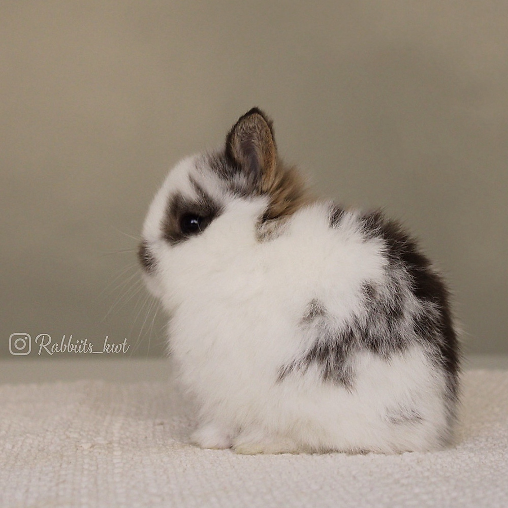 Netherland dwarf  broken chestnut
