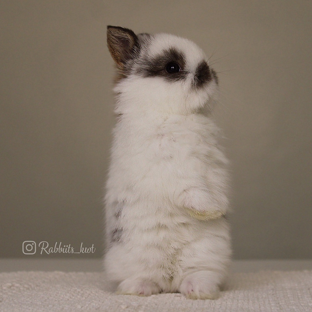 Netherland dwarf  broken chestnut