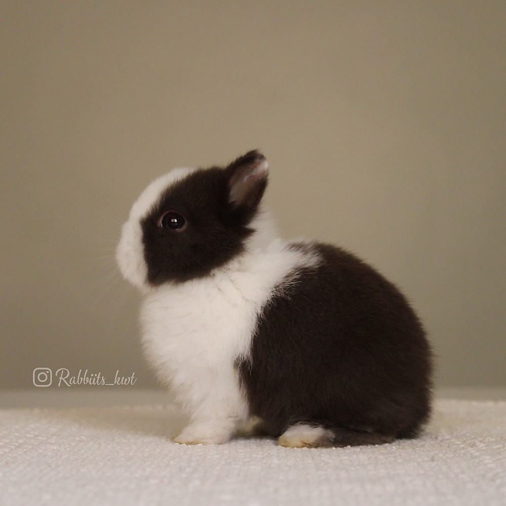 Netherland dwarf chocolate vm
