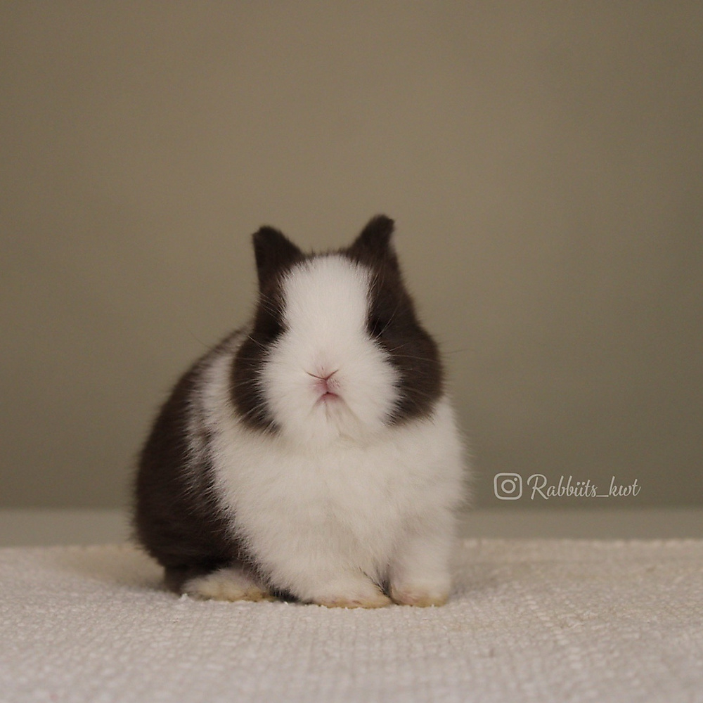 Netherland dwarf chocolate vm
