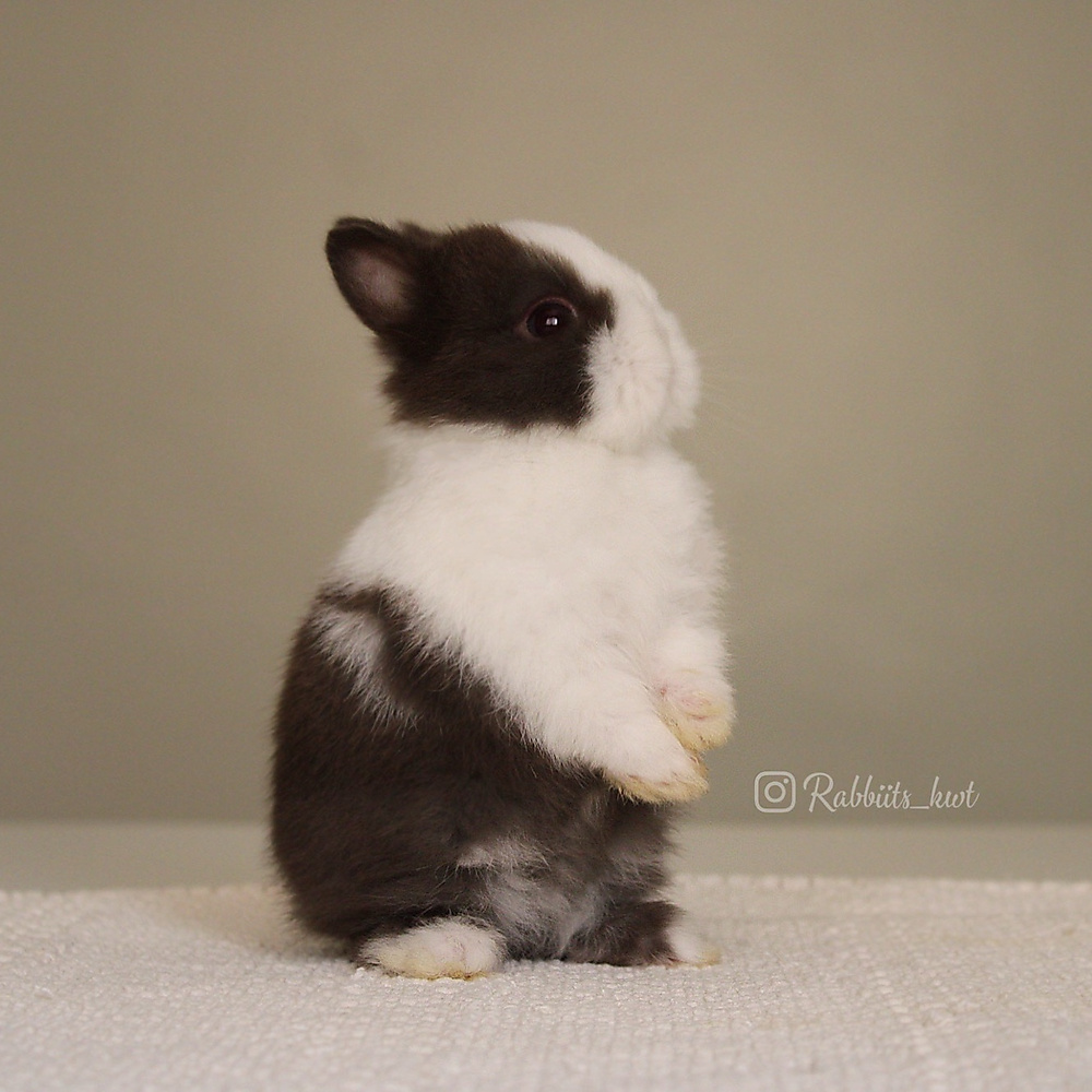 Netherland dwarf chocolate vm