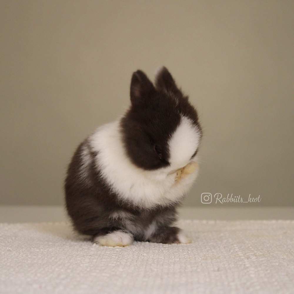 Netherland dwarf chocolate vm