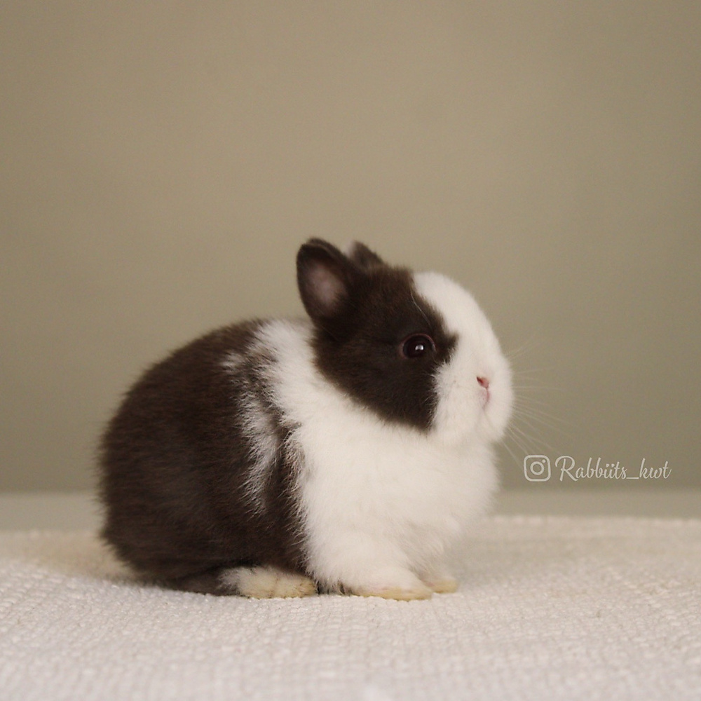Netherland dwarf chocolate vm