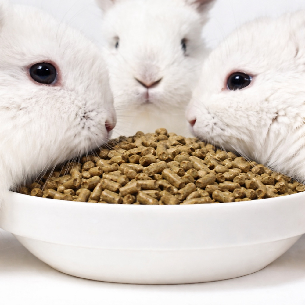 rabbit food