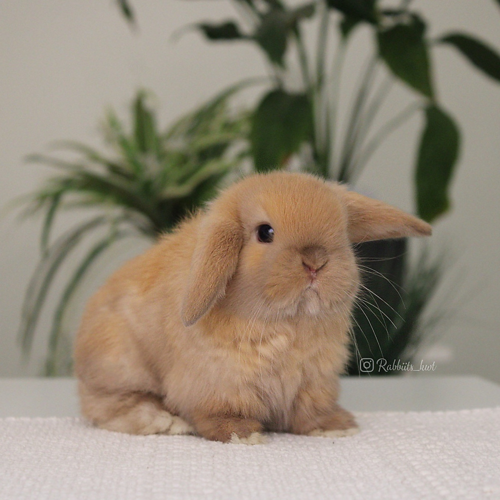 Holland lop - chocolate tort