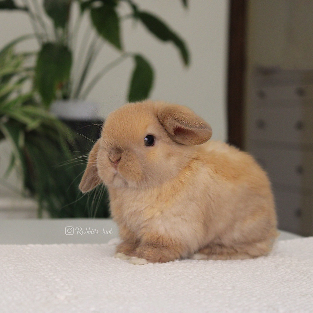 Holland lop - chocolate tort