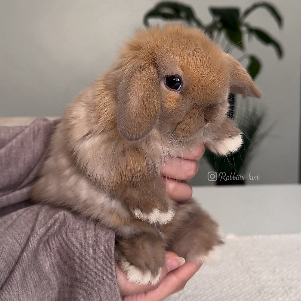 Holland lop - chocolate tort