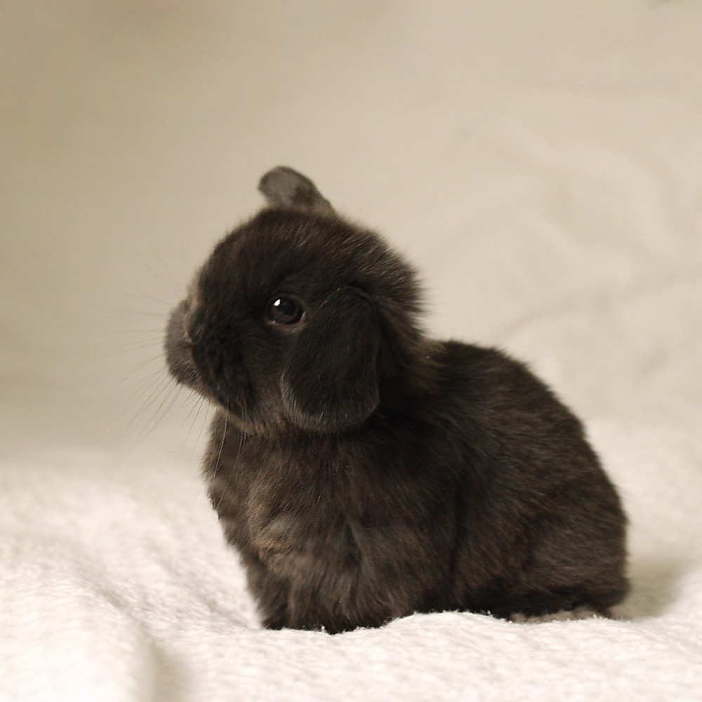 Holland lop - black