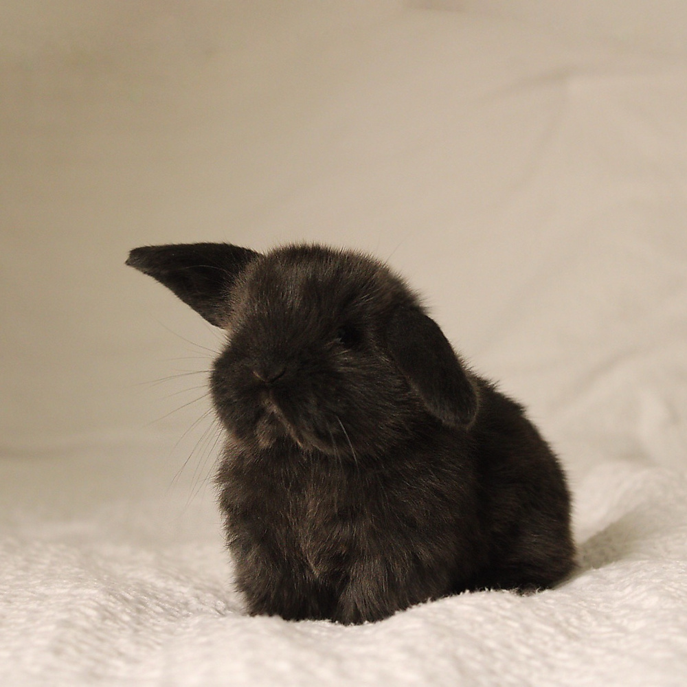 Holland lop - black