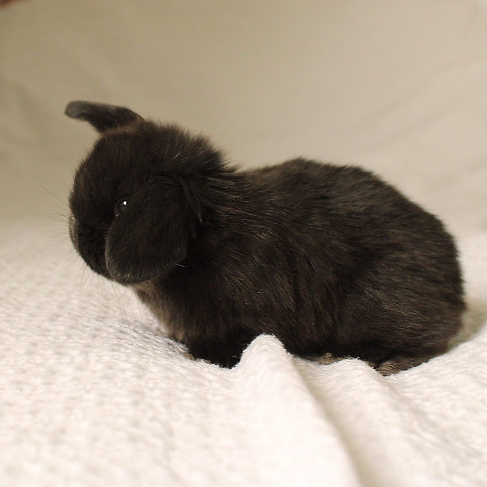 Holland lop - black