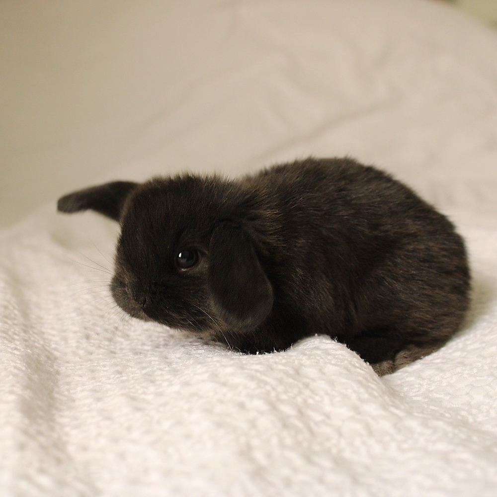 Holland lop - black