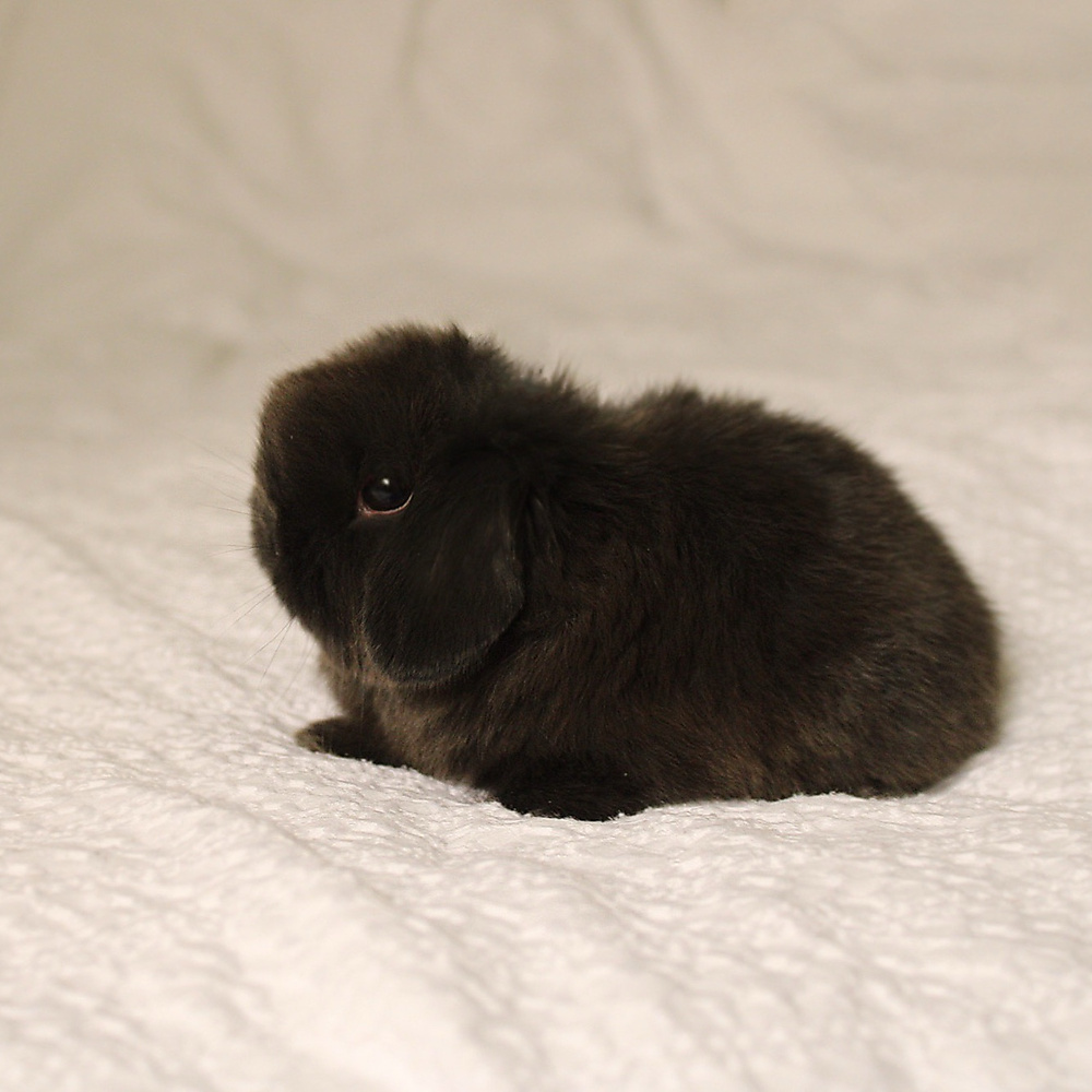 Holland lop - dark chocolate