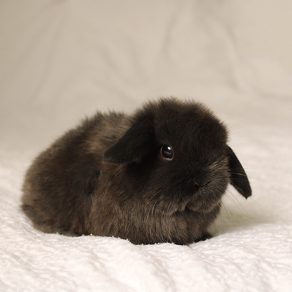 Holland lop - dark chocolate