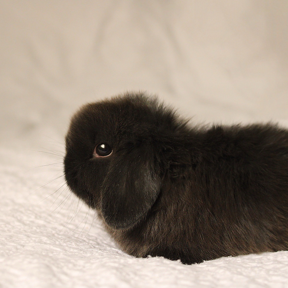 Holland lop - dark chocolate