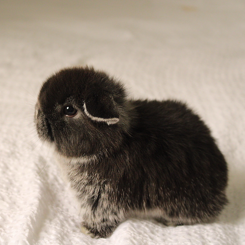 Holland lop - black silver marten