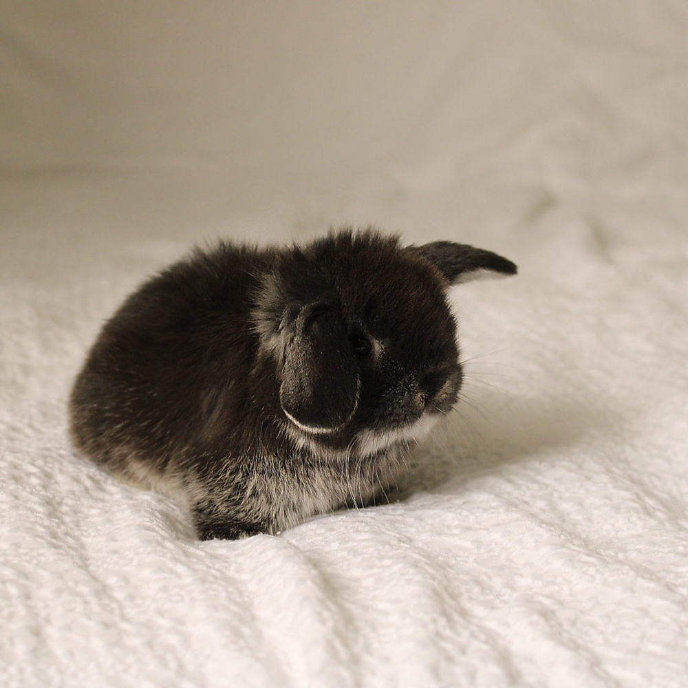 Holland lop - black silver marten