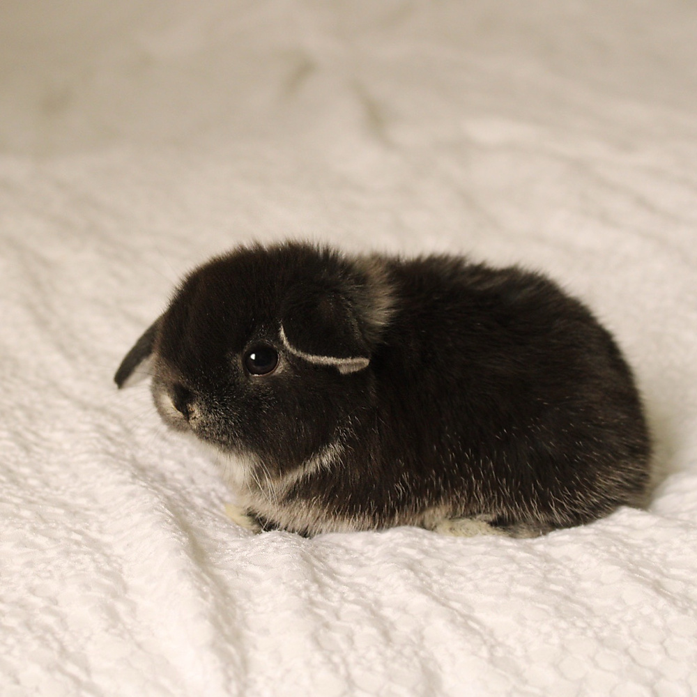 Holland lop - black silver marten