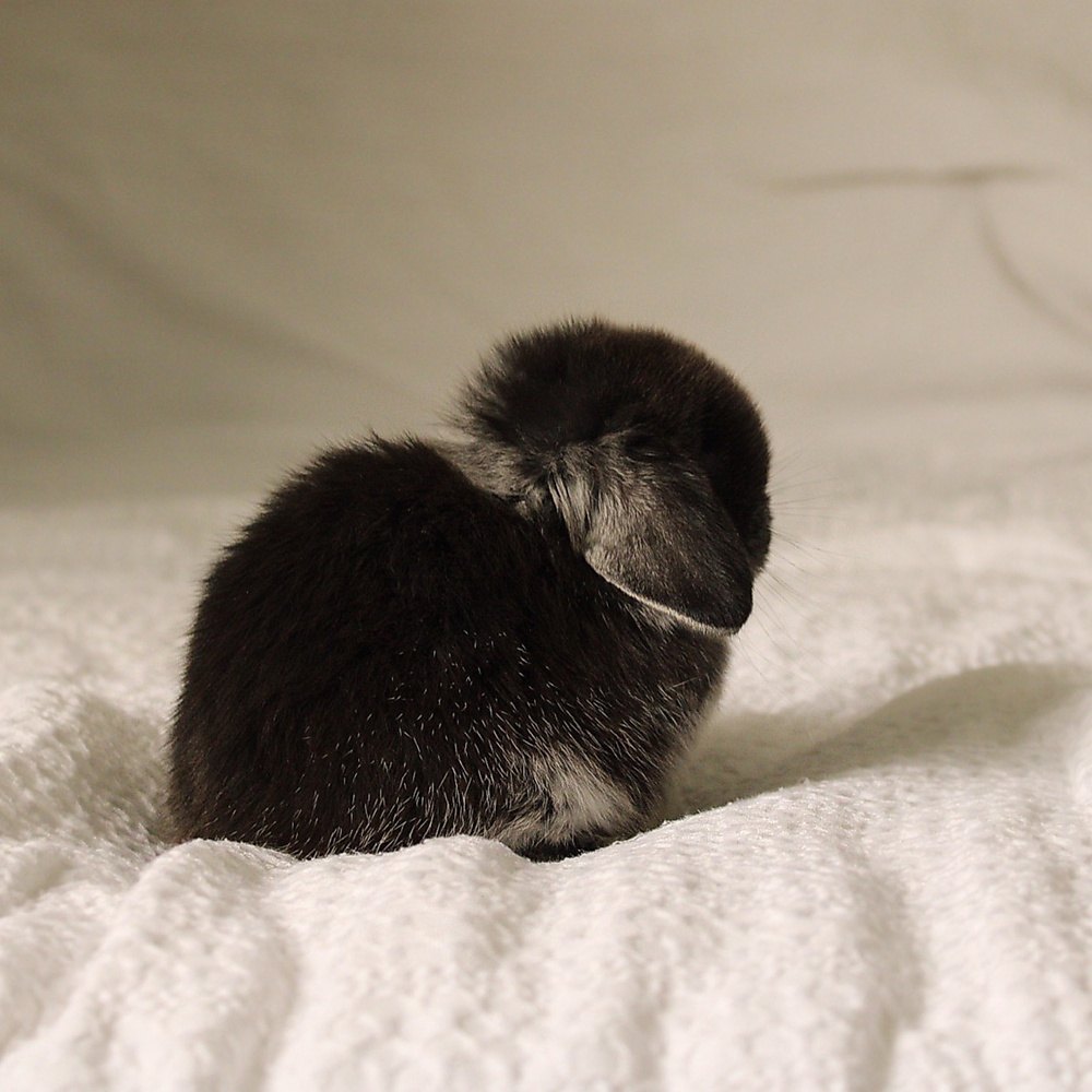Holland lop - black silver marten