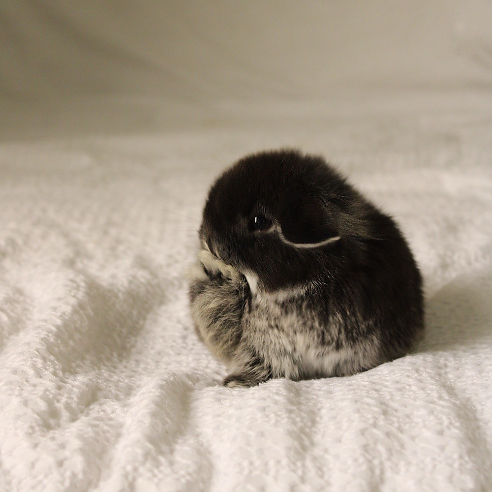 Holland lop - black silver marten