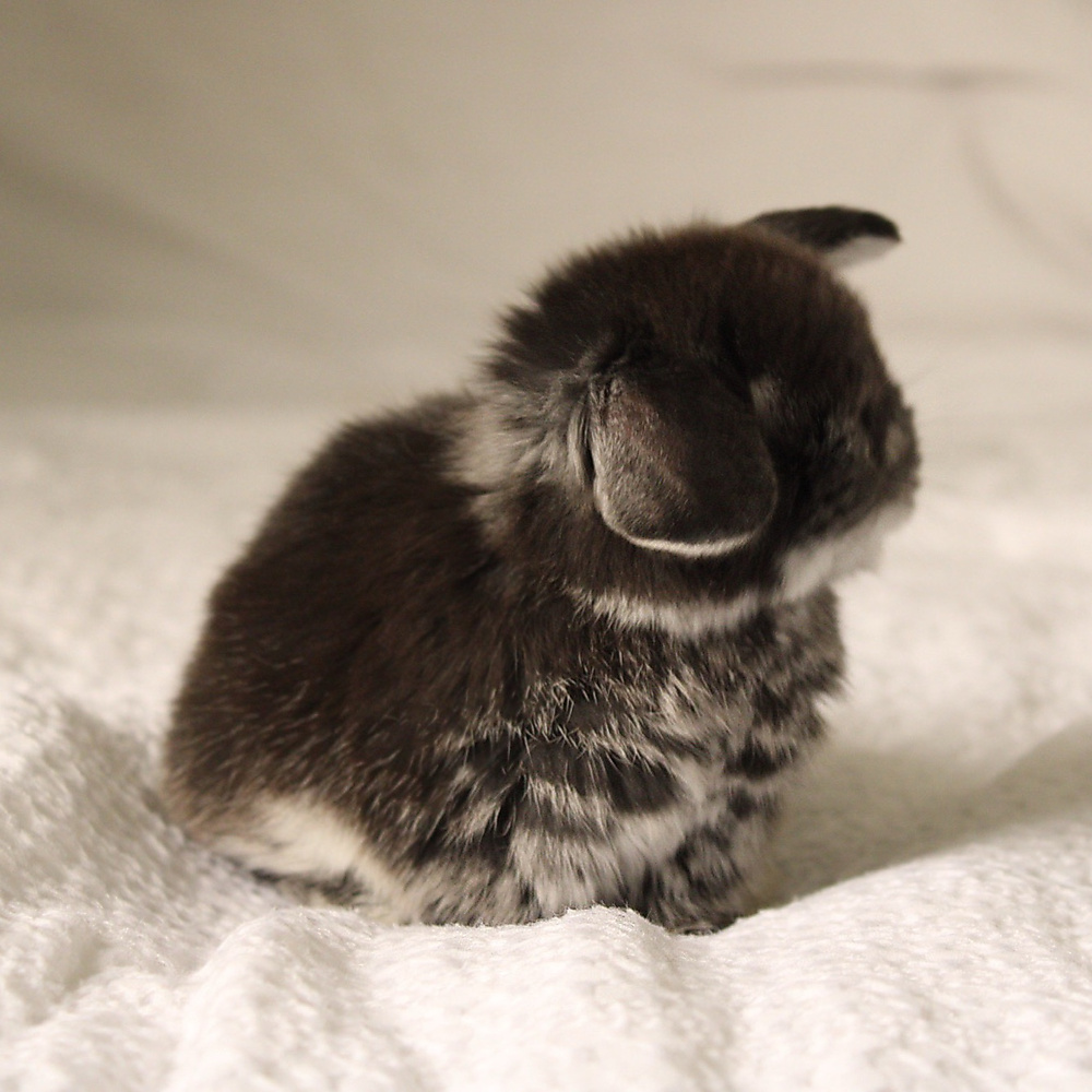 Holland lop - black silver marten
