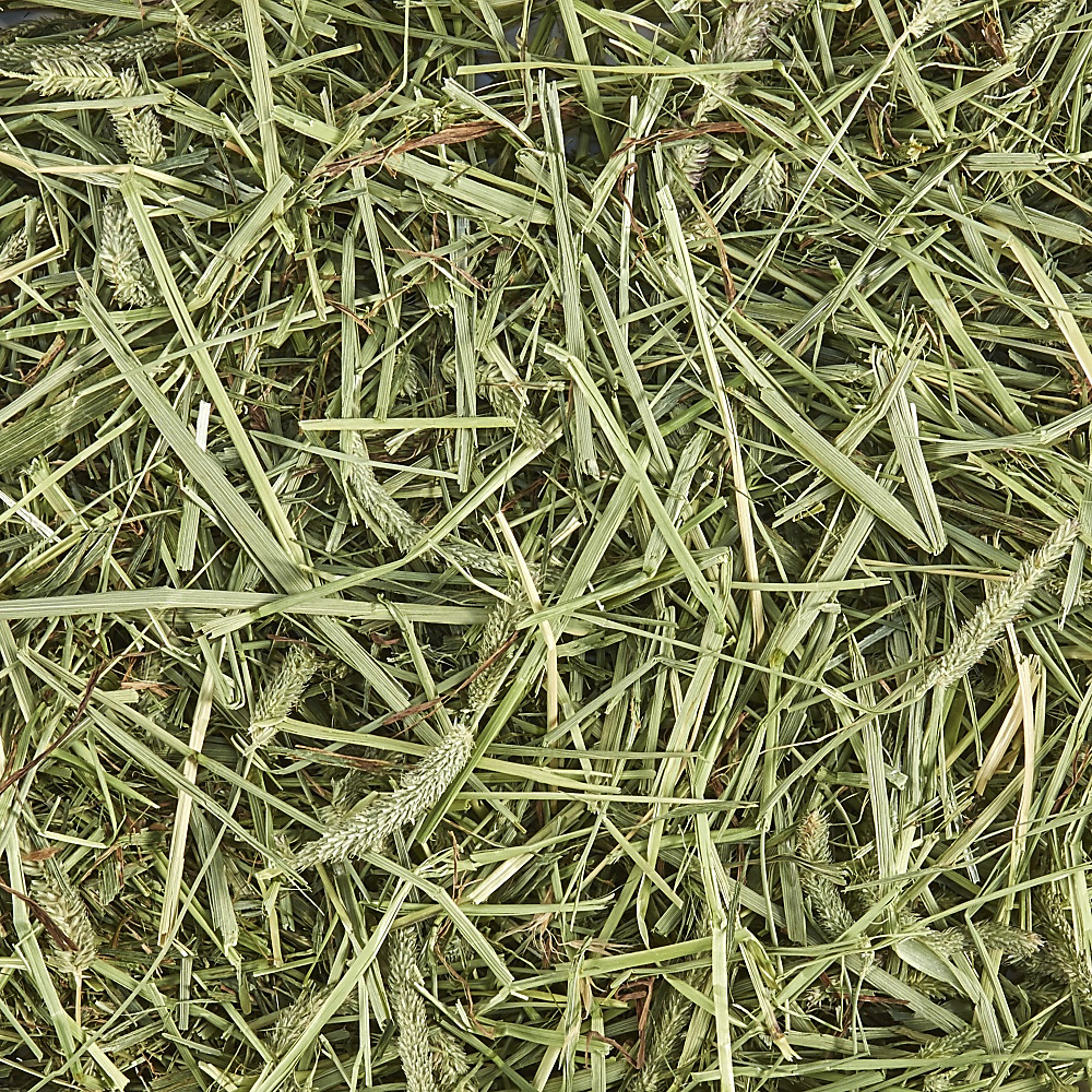 Timothy hay