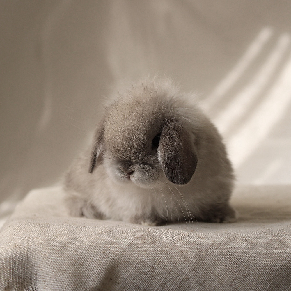 Holland lop - sable point