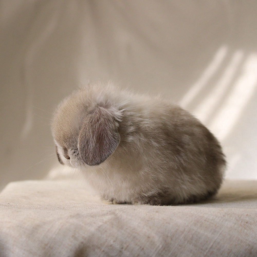 Holland lop - sable point