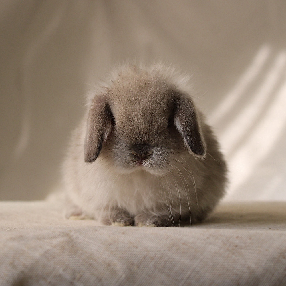 Holland lop - sable point