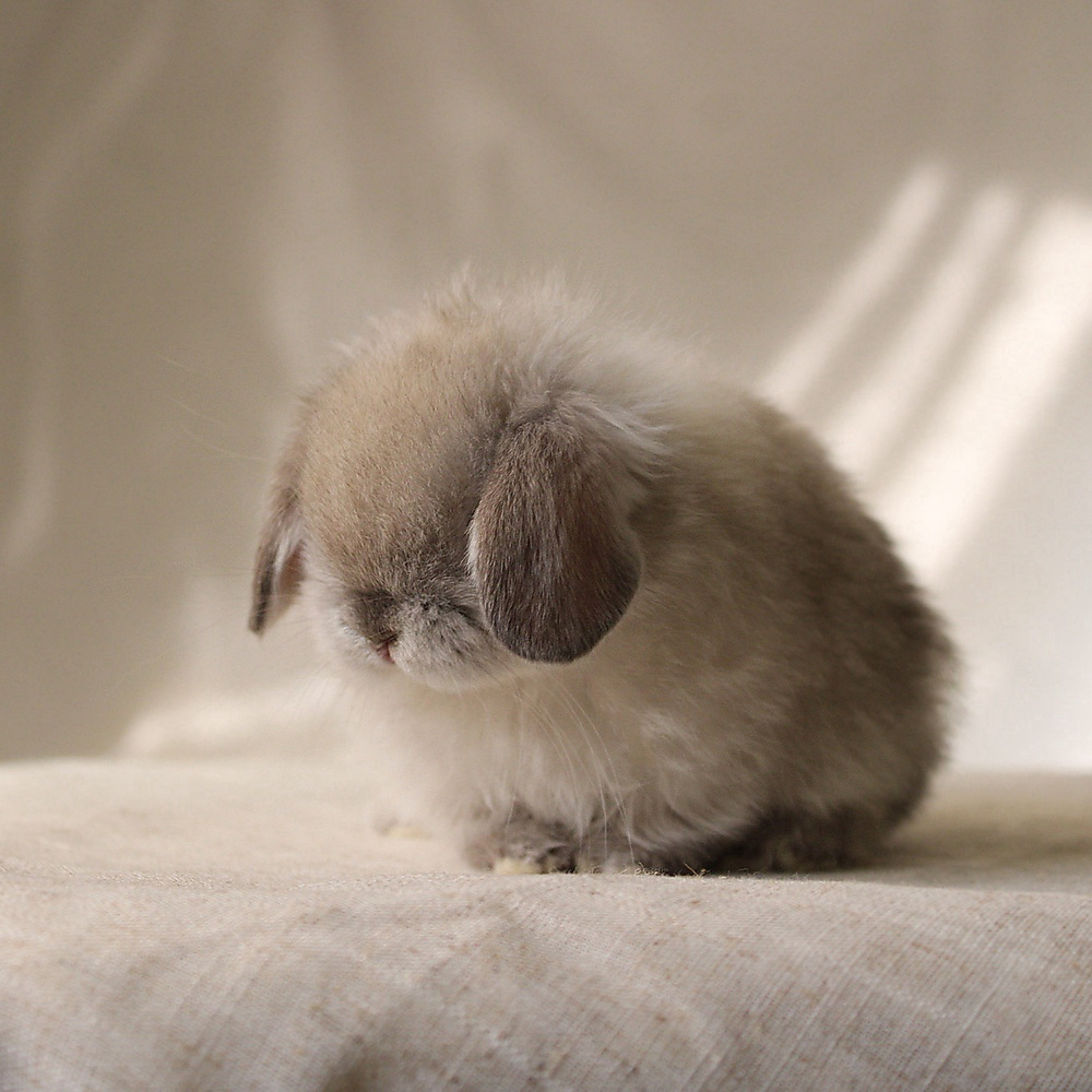 Holland lop - sable point