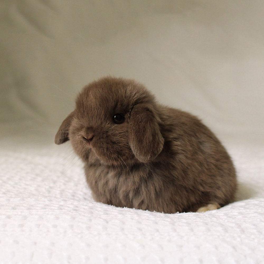 Holland lop - chocolate