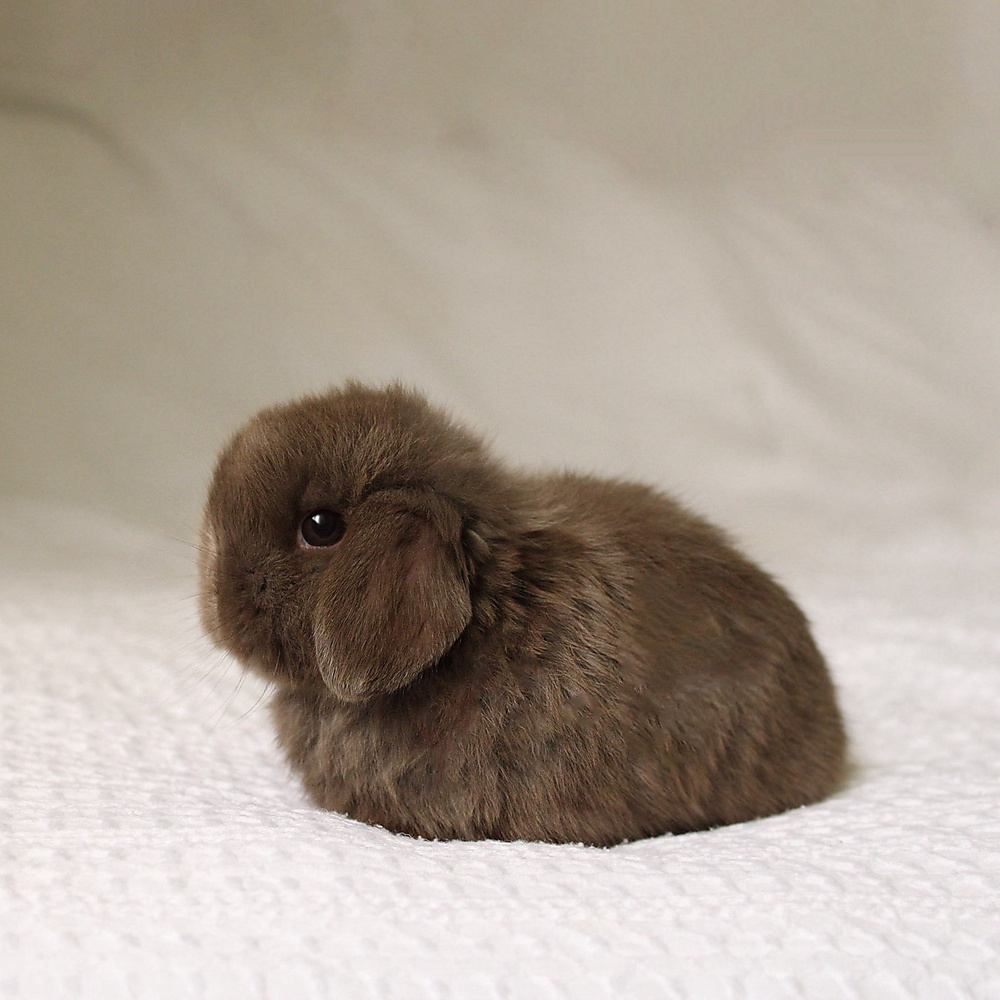 Holland lop - chocolate