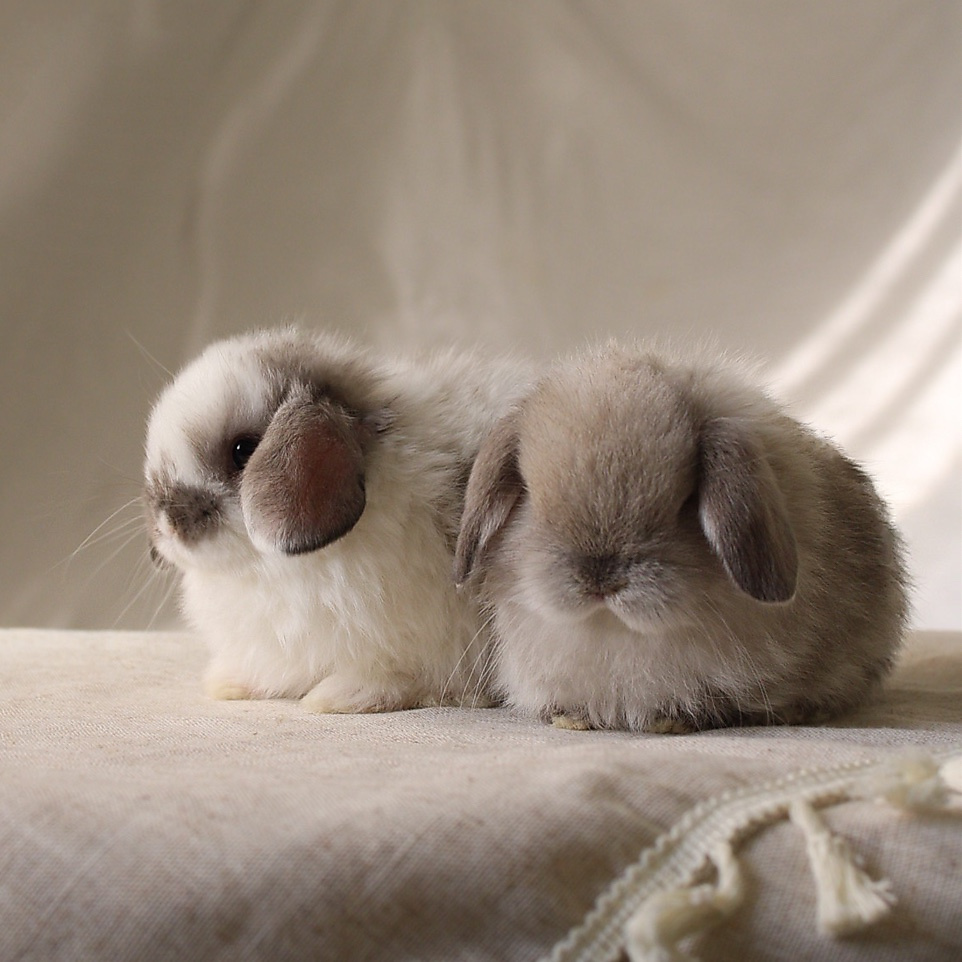 Holland lop - sable point