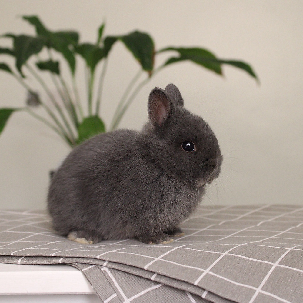 Netherland dwarf - blue