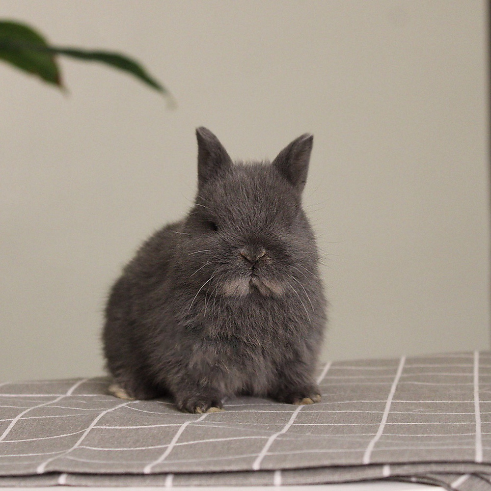 Netherland dwarf - blue