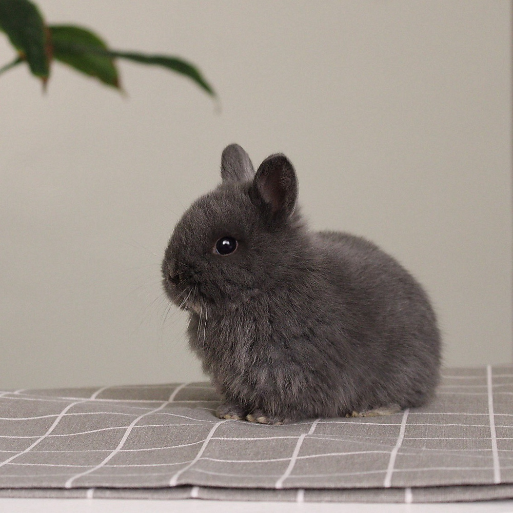 Netherland dwarf - blue
