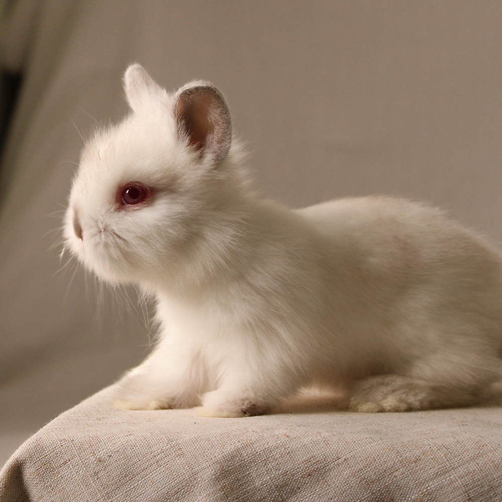 Teddy bear - himalayan