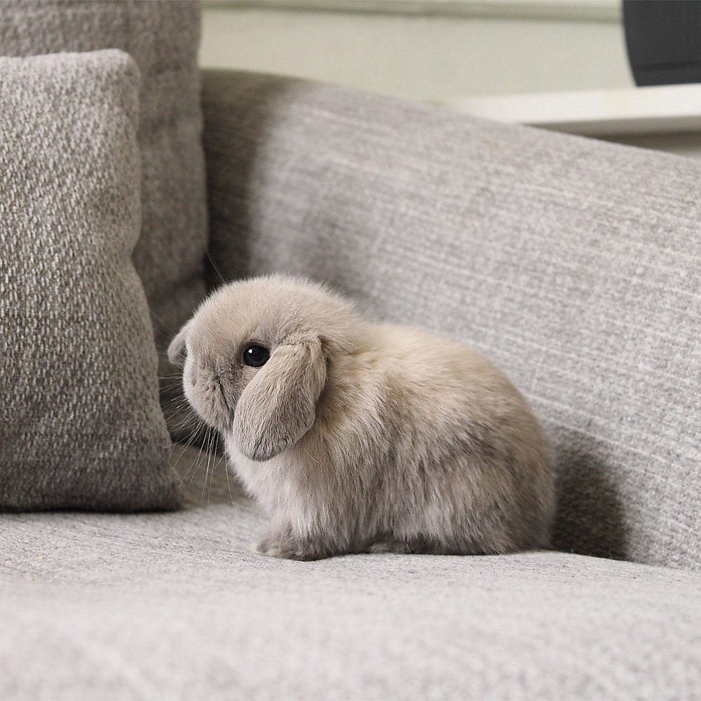 Holland lop - blue point