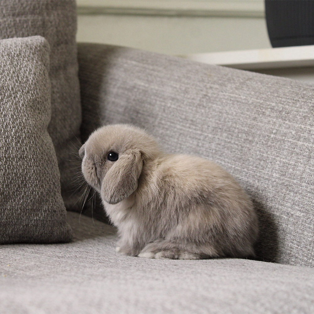 Holland lop - blue point