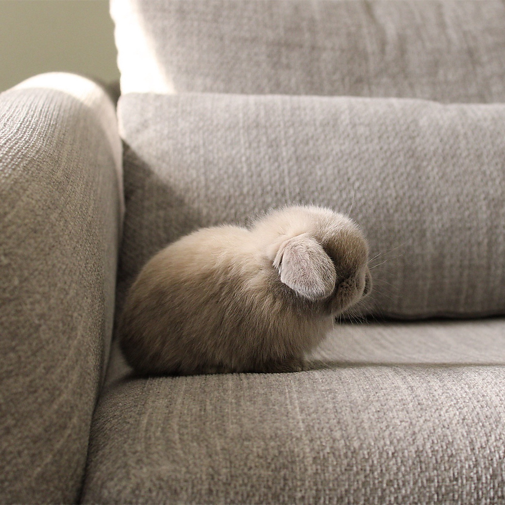 Holland lop - blue point