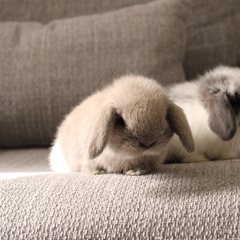 Holland lop - blue point