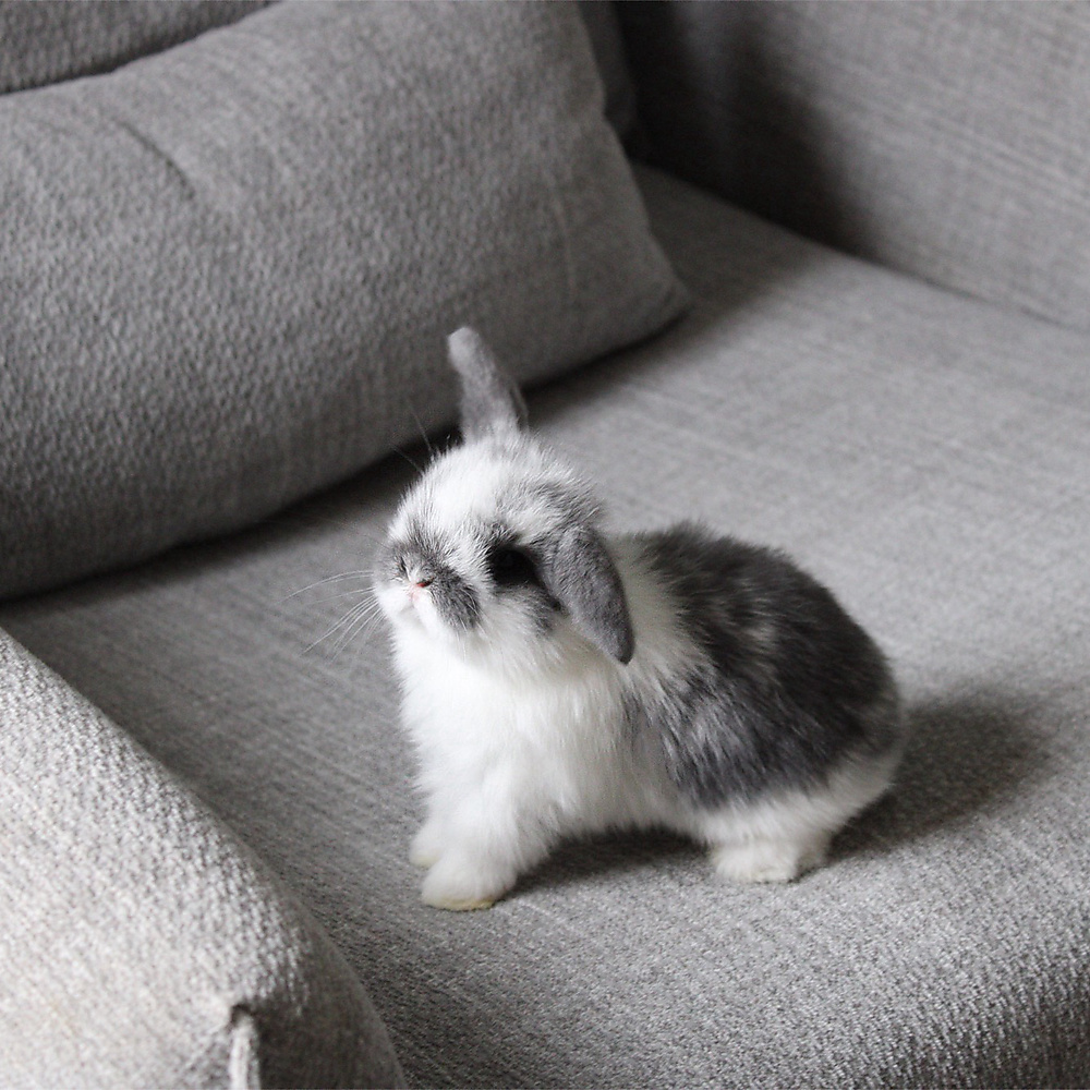 Holland lop - broken blue
