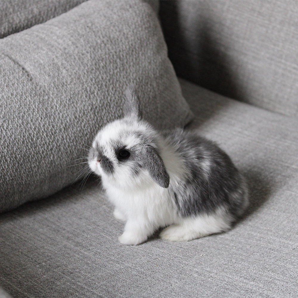 Holland lop - broken blue