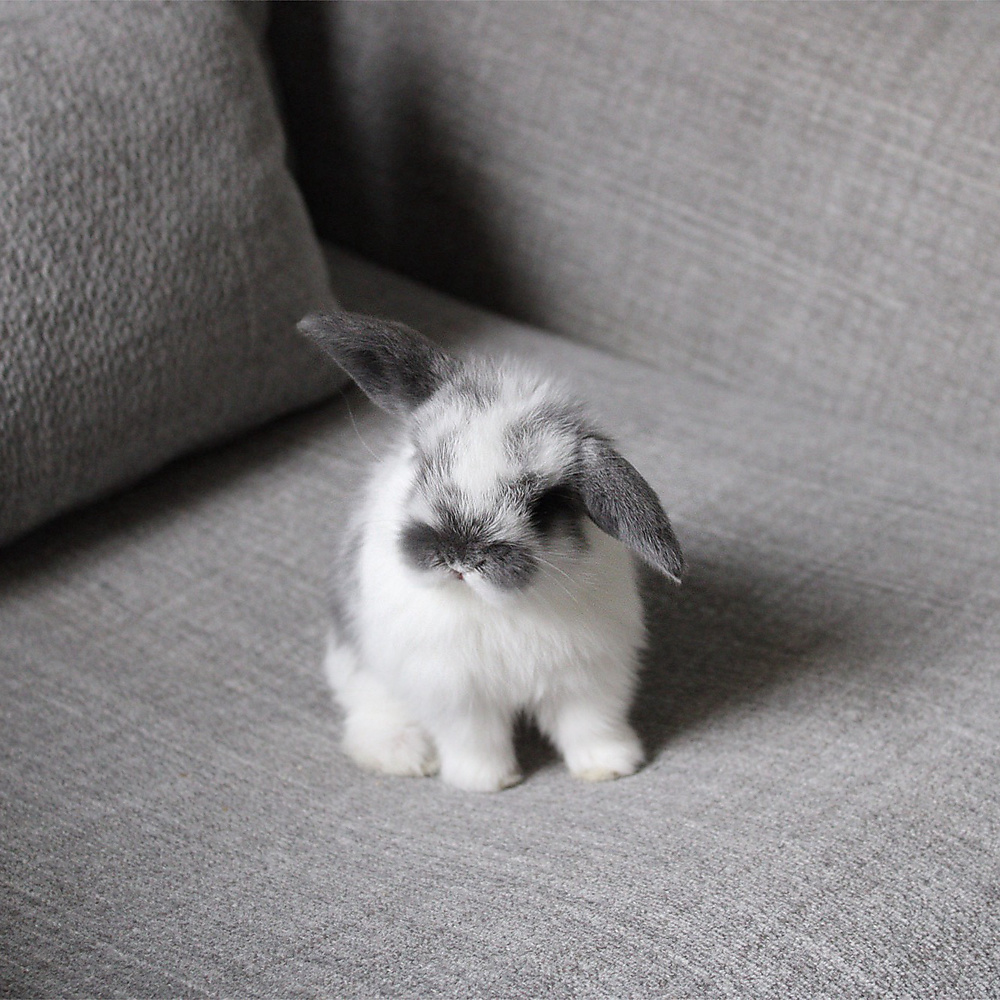 Holland lop - broken blue