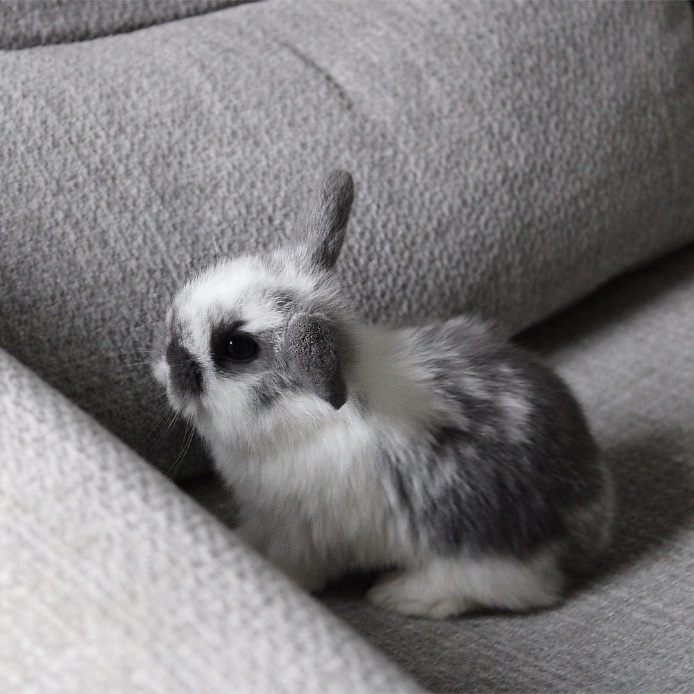 Holland lop - broken blue