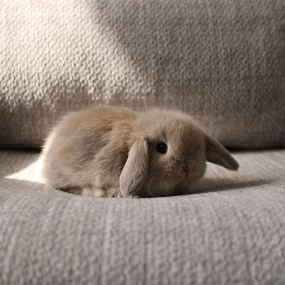Holland lop - cream