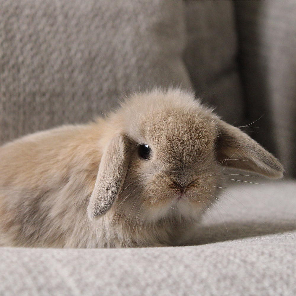 Holland lop - cream