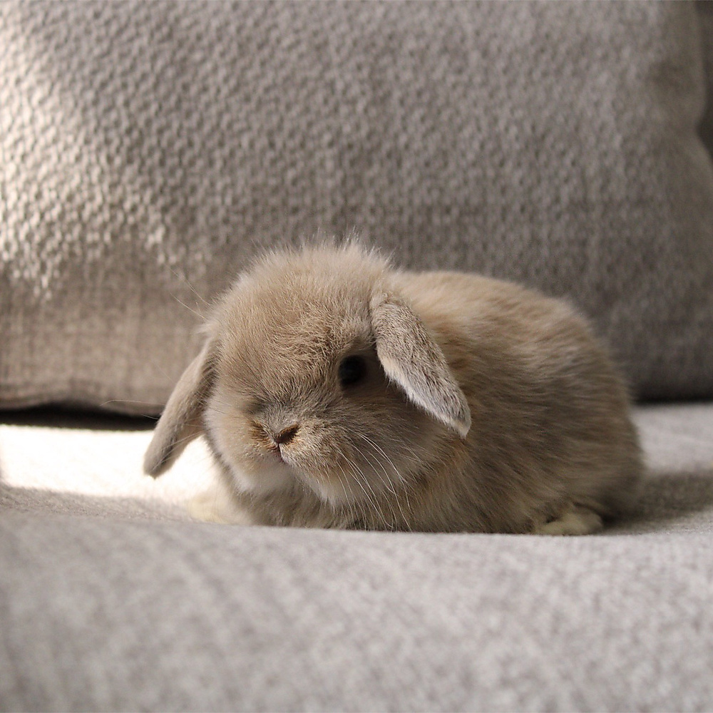 Holland lop - cream